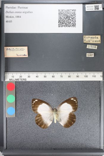 Media type: image;   Entomology 130582